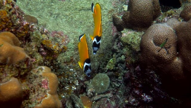 Underwater video of pair blackcap butterflyfish fishes swimming among tropical coral reefs. Snorkeling in Gulf of Thailand. Snorkeling, dive concept. Yellow Hongkong Butterflyfish, Chaetodon wiebeli
