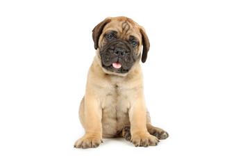 Obraz premium puppy bullmastiff sitting isolated on white background 