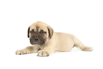 Obraz premium puppy bullmastiff lying isolated on white background 