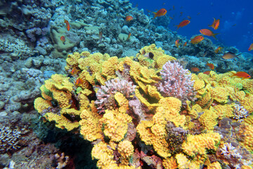 Naklejka na ściany i meble Colorful coral reef at the bottom of tropical sea, yellow salad coral (Turbinaria mesenterina) and fishes Anthias, underwater landscape