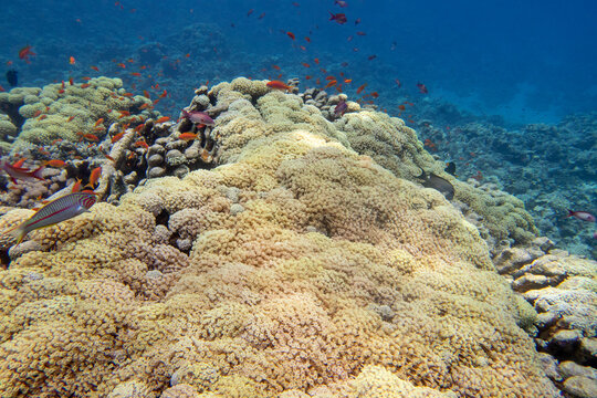 Colorful, picturesque coral reef at bottom of tropical sea, soft coral yellow Tubipora Musica and Anthias fishes, underwater landscape