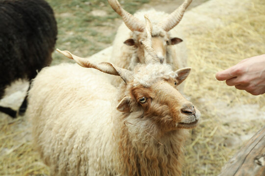 Sheeps with spiral horns or Racka sheeps