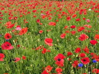 Fototapeta premium 자연을 찍었다