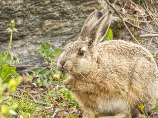 Naklejka na ściany i meble Close up image with wild hare in focus. 