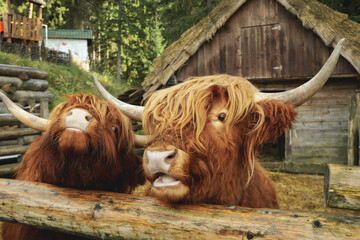 Scottish cows in park in autumn day