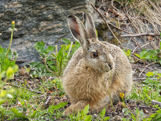 Close up image with wild hare in focus. 