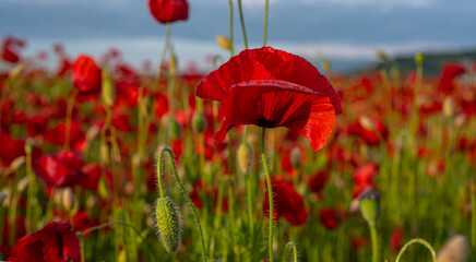 Obraz premium Anzac Day with red poppy flower background. Remembrance Day. National holiday concept.