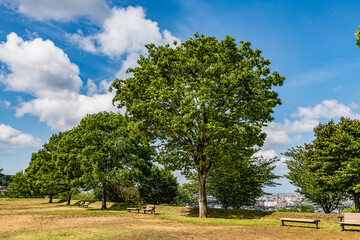 皐月　丘陵公園の風景
