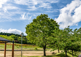 Fototapeta premium 皐月 丘陵公園の風景