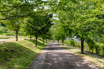 Fototapeta na wymiar 皐月　丘陵公園の風景