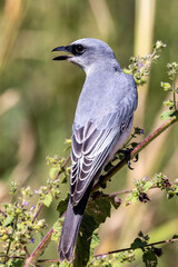 White-bellied Cuckooshrike in Queensland Australia