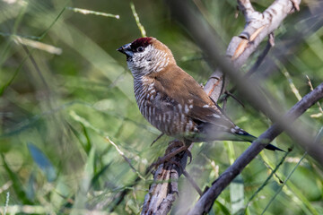 Plum-headed Finch in Queensland Australia