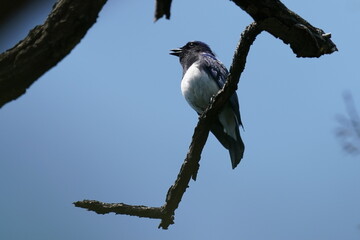 blue and white flycatcher on a branch