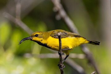 Olive-backed Sunbird in Queensland Australia