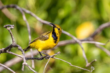 Olive-backed Sunbird in Queensland Australia