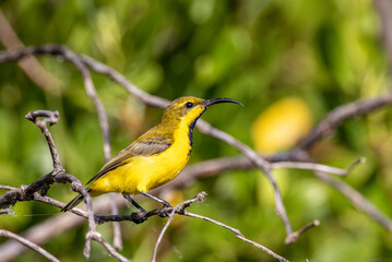 Olive-backed Sunbird in Queensland Australia