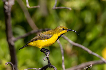 Olive-backed Sunbird in Queensland Australia