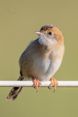 Golden-headed Cisticola in Queensland Australia