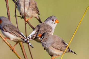 Zebra Finch in Queensland Australia