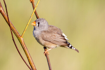 Zebra Finch in Queensland Australia
