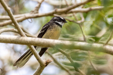 Grey Fantail in Queensland Australia