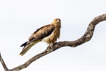 Whistling Kite in Queensland Australia