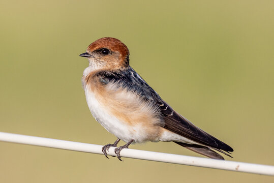 Fairy Martin In Queensland Australia