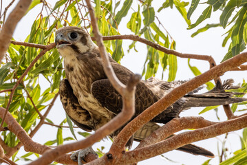 Brown Falcon in Queensland Australia