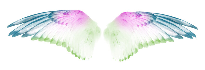Fototapeta na wymiar wings of bird isolated on white background.