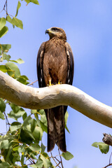 Black Kite in Queensland Australia