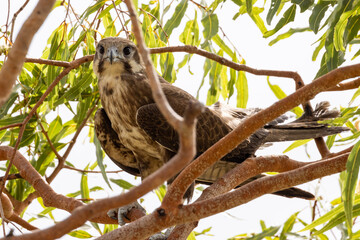 Brown Falcon in Queensland Australia
