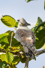 Pacific Baza in Queensland Australia