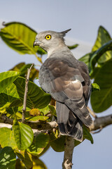 Pacific Baza in Queensland Australia