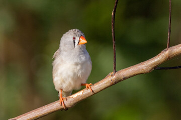 Zebra Finch in Queensland Australia