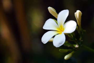 Fototapeta premium Frangipani (plumeria) flower on its tree in Maldives
