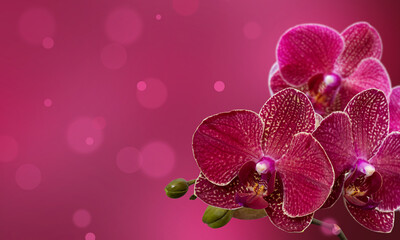 Naklejka na ściany i meble Floral design with orchids. Copy space