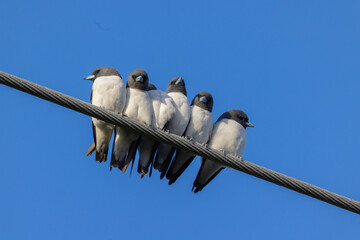 White-breasted Woodswallow in Queensland Australia