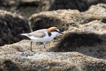 Red-capped Plover in Queensland Australia