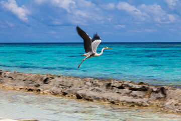 A grey heron taking of from a coral beach of Maldive
