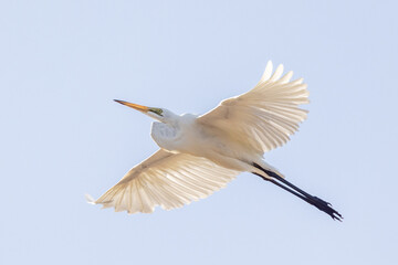 Eastern Great Egret in Queensland Australia