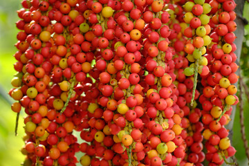 Full of red betel nut