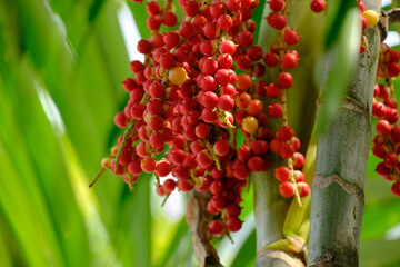 Betel nut on a palm tree