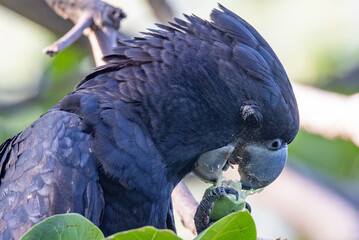 Red-tailed Black Cockatoo in Queensland Australia