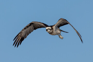Eastern Osprey in Queensland Australia