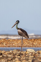 Black-necked Stork Jabiru in Queensland Australia