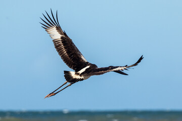 Black-necked Stork Jabiru in Queensland Australia
