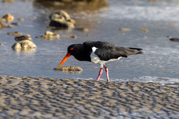 Pied Oystercatcher in Queensland Australia