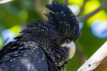 Red-tailed Black Cockatoo in Queensland Australia © Imogen