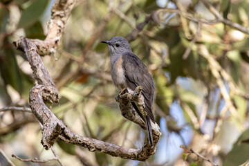 Brush Cuckoo in Queensland Australia