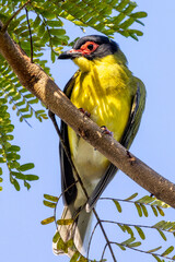 Australian Figbird in Queensland Australia